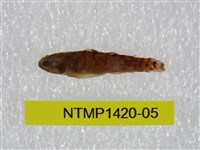 藏品(泰加拉鯔鰕虎魚)的圖片